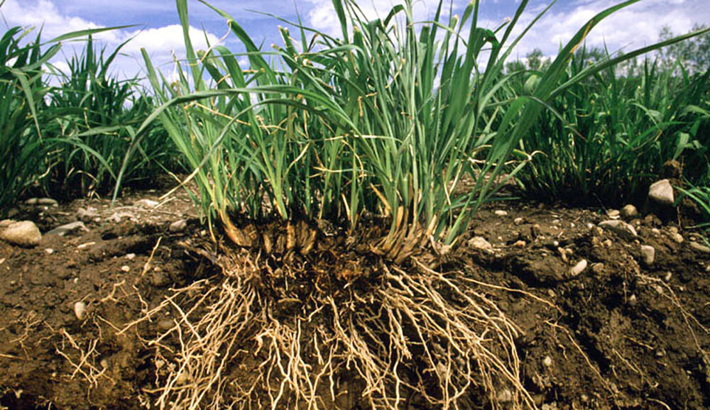 Factors Influencing Nutrient Availability Mode Of Root Uptake Nutriag